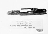 Lecidea nigritula image